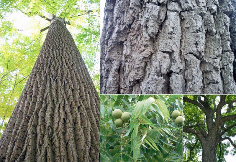 đặc tính gỗ óc chó (walnut)