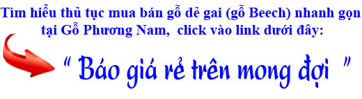 giá thành gỗ dẻ gai (beech) nhập khẩu