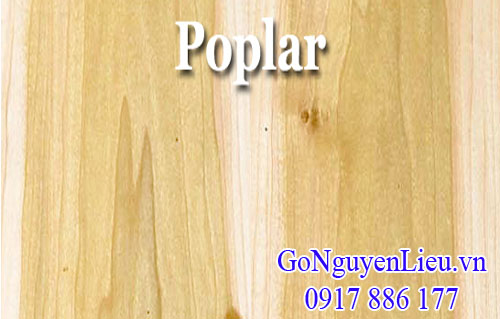 vân gỗ bạch dương (poplar) nhập khẩu